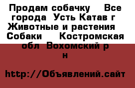 Продам собачку  - Все города, Усть-Катав г. Животные и растения » Собаки   . Костромская обл.,Вохомский р-н